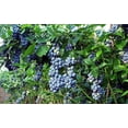 thumbnail image 2 of Toro Blueberry Plant - Huge Berries - Early - Self Fertile - Quart Pot - No Shipping to Washington State or Oregon, 2 of 2