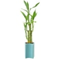 thumbnail image 3 of Arcadia Garden Products Live 5-Stem Lucky Bamboo in 2.5" Contour II, Teal, 3 of 5