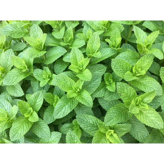 Spearmint Seeds for Planting | 150  Seeds of Perennial Spearmint Herb