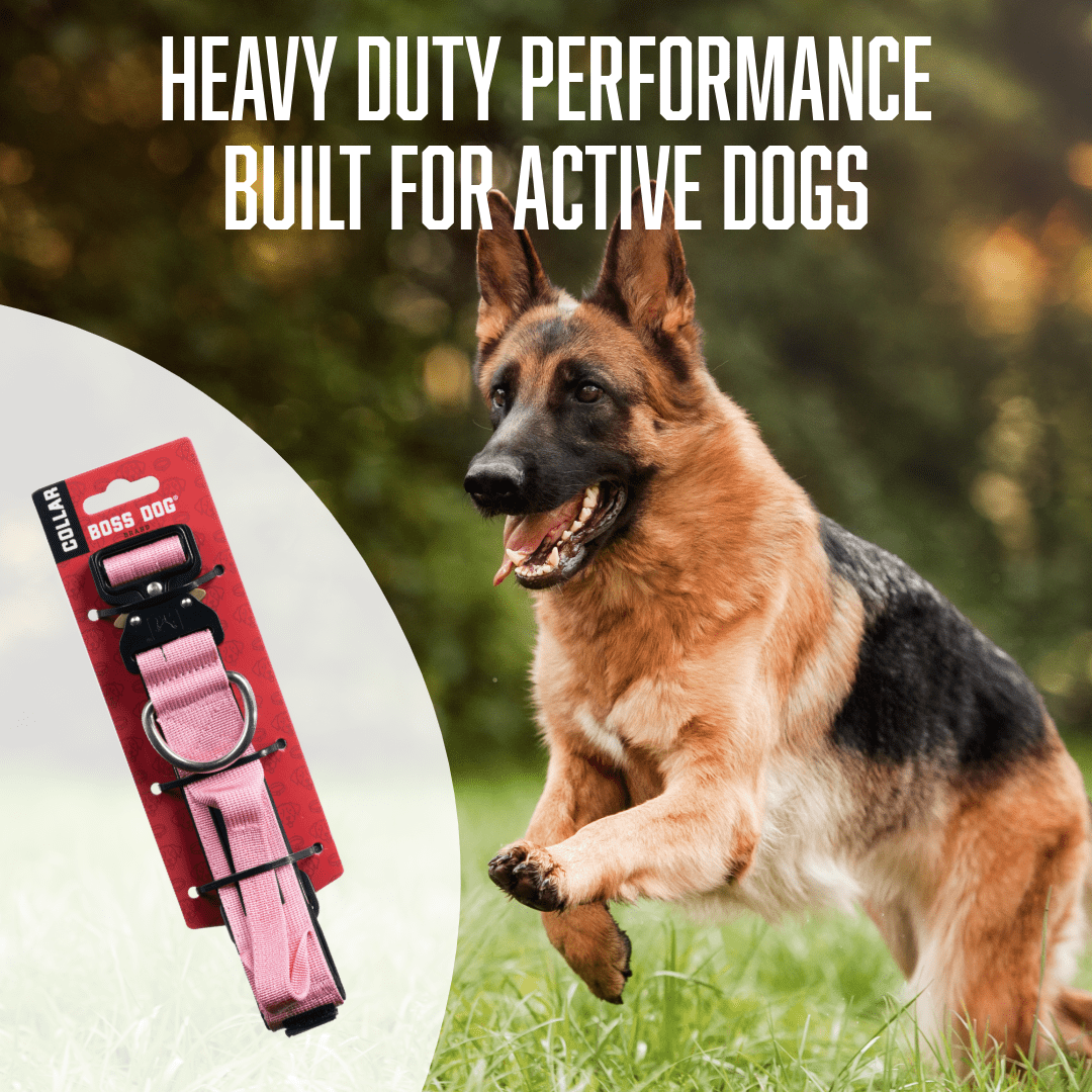 Boss Dog ProSeries Heavy Duty Dog Collar, Neoprene Lined, Pink, XL