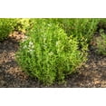 thumbnail image 2 of 30 ORANGE THYME Orangelo Thymus Vulgaris Fragrantissimus Culinary Herb Seeds, 2 of 10