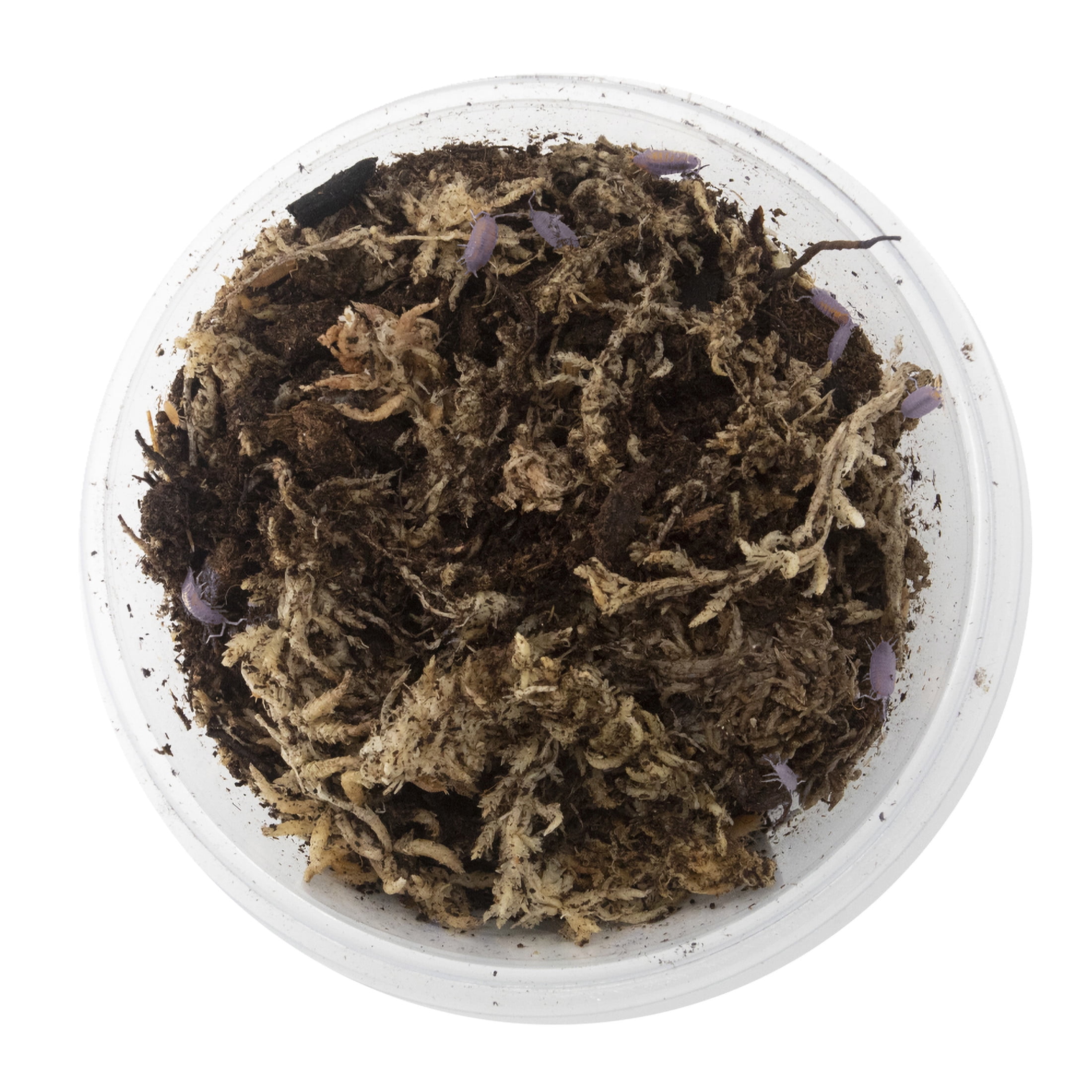 ReptiCulture Powder Blue Isopod 15 ct