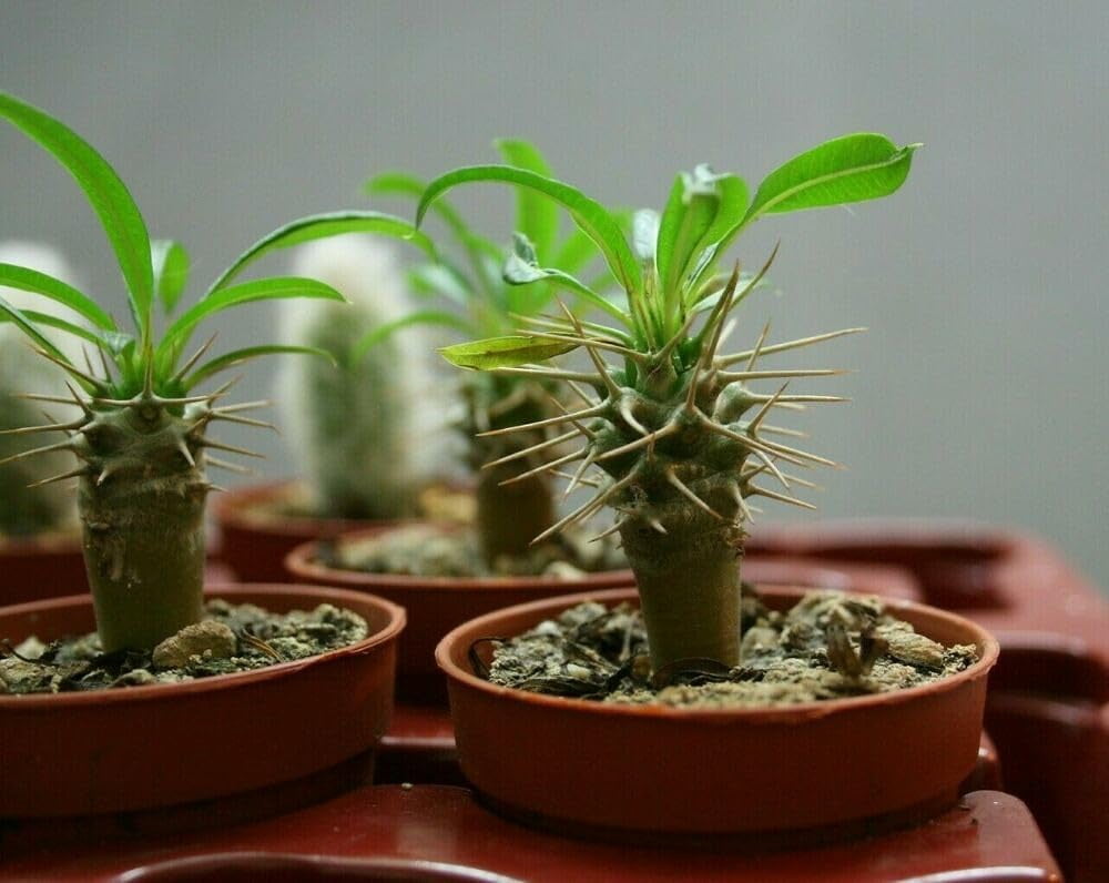 ⭐ Gardenera Labs Madagascar Palm Plant Potting Soil - Experience Unique Form and Vibrant Growth with Professional Grade Mix - 10 QUART