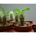 thumbnail image 2 of Gardenera Labs Premium Madagascar Palm Potting Mix - Crafted for Thriving Growth and Unique Elegance - 1 Quart, 2 of 4
