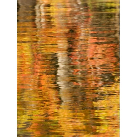 Refections of Fall Foliage and Birch Trees in Pond, Acadia National Park, Maine, USA Print Wall Art By Joanne
