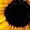 Black, variant on Women's T-shirts Sunflower Shirts For Women Cute Dandelion Graphics Tshirt Summer Women Short Sleeve Tee Tops T-shirts