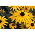 thumbnail image 2 of 2000 BLACK EYED SUSAN Rudbeckia Hirta Yellow Heirloom Native Flower Seeds, 2 of 11