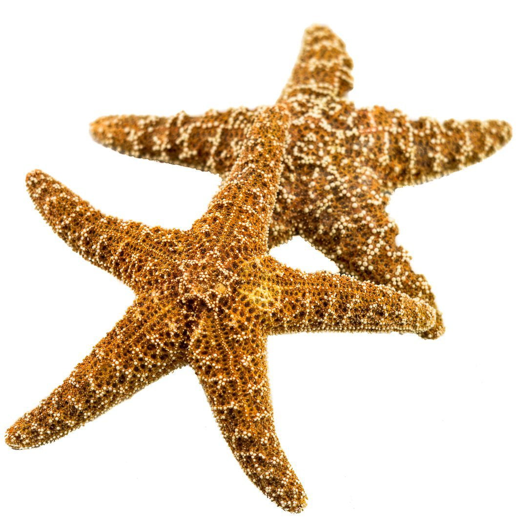 Sugar Starfish | 2 Brown Sugar StarFish 7