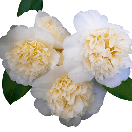 Jury’s Yellow Camellia Live Shrub – 2 Gallon