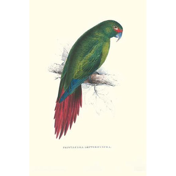 Long Billed Parakeet Macaw Enicogaathus Leptorhynchus Araucaria-Fine Art Canvas Print (20" x 30")