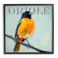 thumbnail image 3 of Stupell Industries Detailed Oriole Bird Portrait Perched Wildlife Animal Graphic Art Black Framed Art Print Wall Art, Design by Alpenglow Workshop, 3 of 5