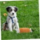thumbnail image 3 of Interactive Chew Toy for Dogs, Squeaky Plush Toy in Chicken Leg Shape for Dental Care and Behavior Improvement for Small Dogs and Cats, 3 of 5
