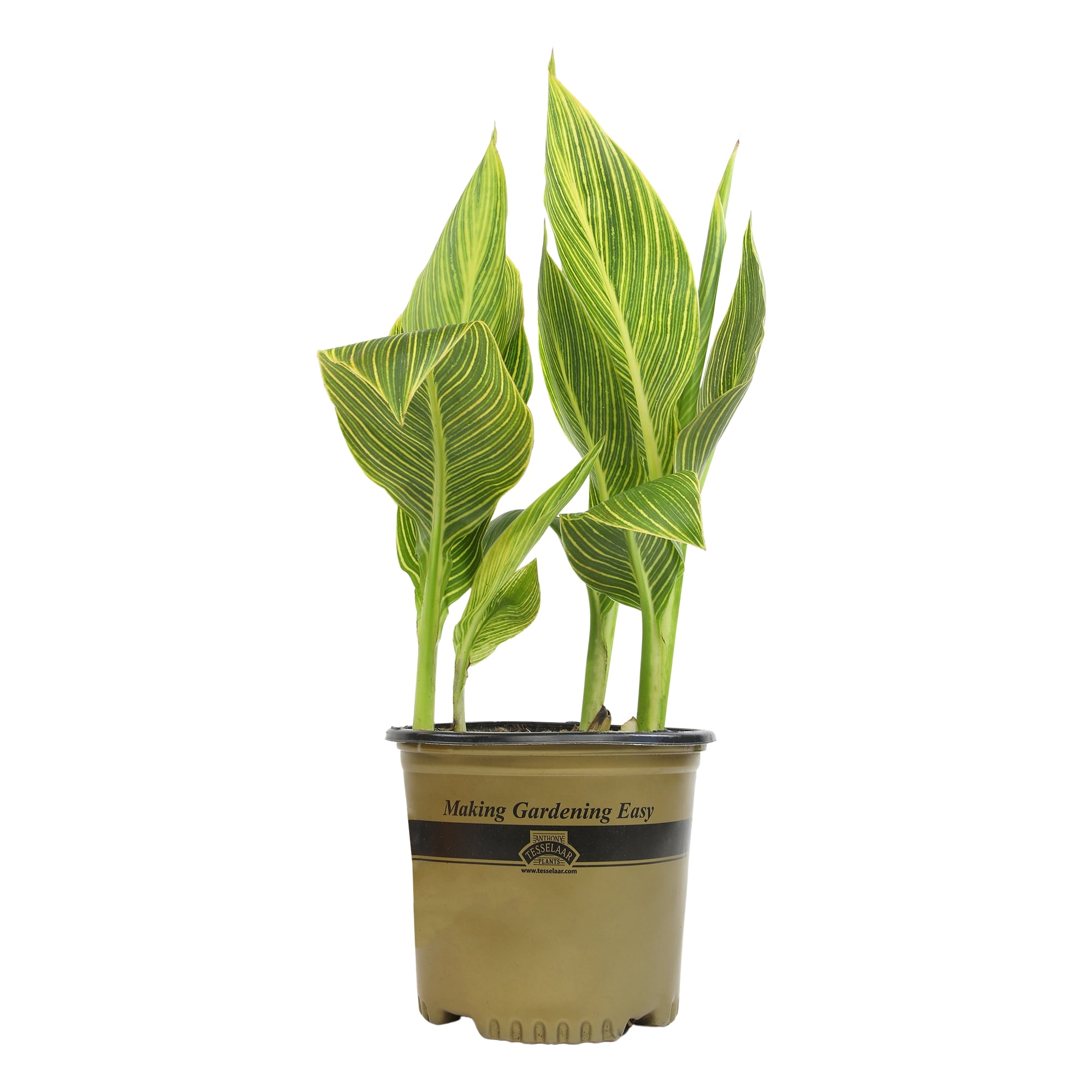 Altman Plants Gold Tropicanna Canna Lily | Garden Perennial, Outdoor Plant | 4qt. Grow Pot; Full Sun