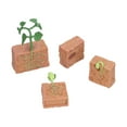 thumbnail image 4 of ETAPA CICLO DE CRECIMIENTO DE LA LA Planta Toy Beans Growth Modelo Etapa Juguete Educativo Para Niños Para Niños, 4 of 7