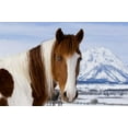 thumbnail image 2 of Bush, Marie 18x13 White Modern Wood Framed Museum Art Print Titled - WY, Grand Tetons Pinto horse and Mount Moran, 2 of 4