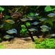 thumbnail image 5 of Suplemento mineral Seachem Equilibrium 300 g para acuarios plantados, 5 of 5