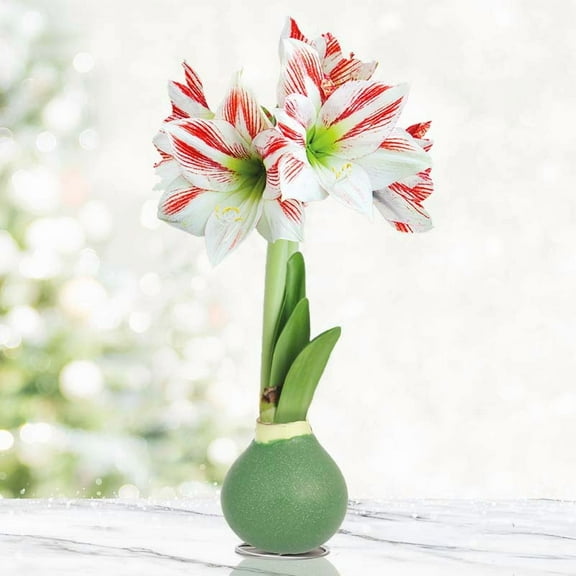 Blooming Fields Amoice Waxed Amaryllis Flower Bulb with Stand, No Water Needed