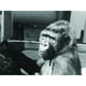 Koko: une Collection de Gorilles Parlants (Criterion) [Disque Vidéo Numérique] – image 3 sur 4