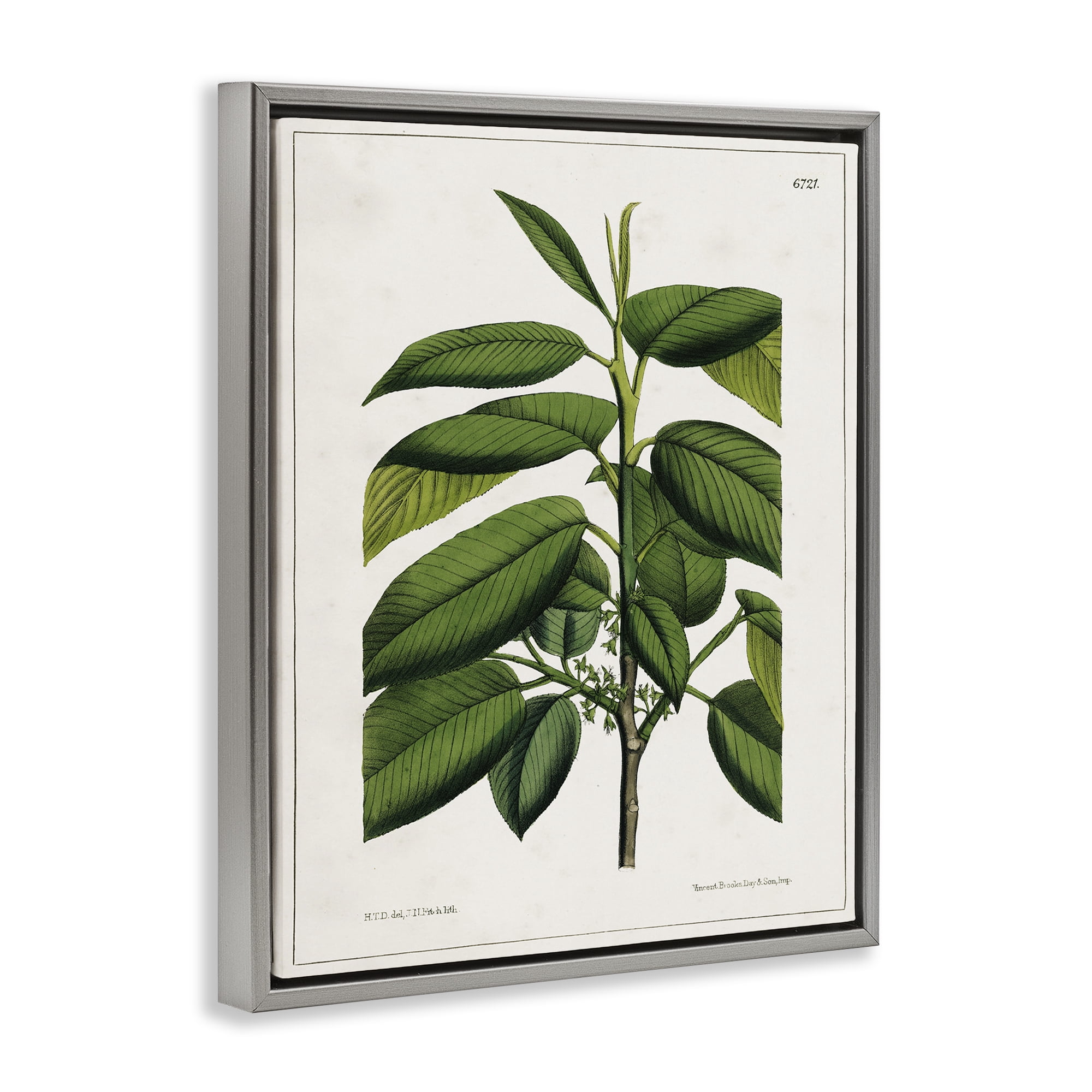 Stupell Industries Scientific Woodland Plant Plants & Flowers Painting Gray Floater Framed Canvas Art Print Wall Art, 17 x 21