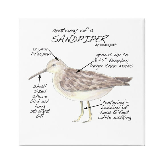 Stupell Industries Sandpiper Beach Bird Wildlife Learning Facts Chart Graphic Art Gallery Wrapped Canvas Print Wall Art, Design by Dishique