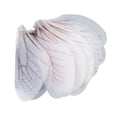 thumbnail image 2 of TISHITA 10 Pcs Boucles d'Oreilles Simples Libellule Cicada DIY Accessoires Blancs, 2 of 8