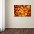 thumbnail image 4 of Trademark Fine Art "Variegated" Canvas Art by Philippe Sainte-Laudy, 4 of 4