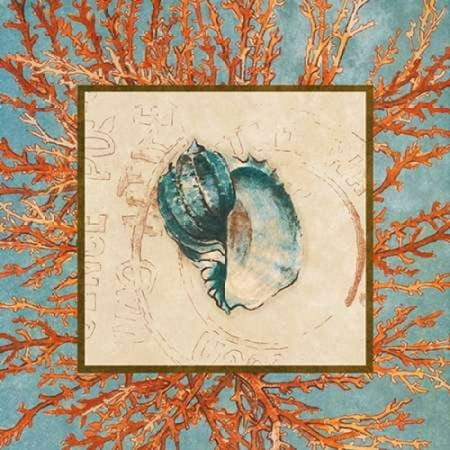 24 Coral Shell - Coral Medley Shell II Canvas Art - Lanie Loreth (24 x 24)