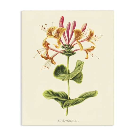 Stupell Industries Honeysuckle Vintage Illustration Canvas Wall Art, design by Connie Resch