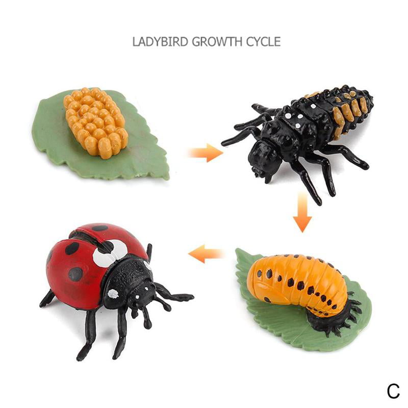 Realistic Spider Growth Cycle Figurine Kids Simulated Toys Animal W7J2 