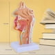thumbnail image 3 of Modelo de AnatomíA de la Garganta de la Cavidad Nasal, Modelo AnatóMico Humano de Laringe Faringe para Estudiantes EnseñAnza ExhibicióN de Estudio, 3 of 5
