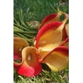 thumbnail image 2 of Artificial Calla Lily Flowers Wedding Bouquet Flower Decor Yellow Flower 10pcs Home Decoration Faux Calla Lilies Flower, Red Yellow, 2 of 5