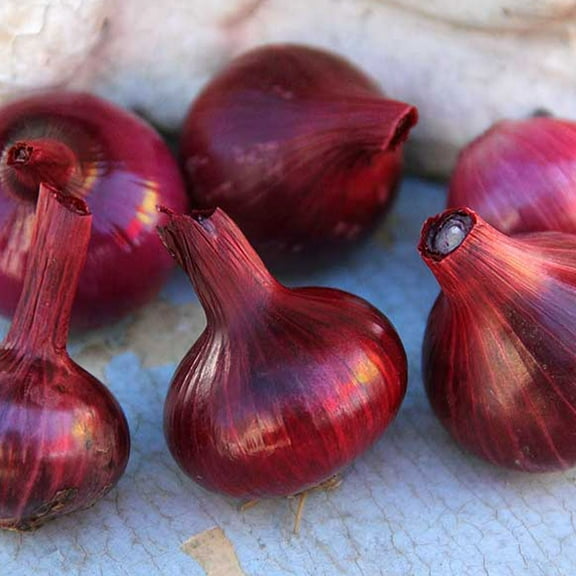Red Cipollini Onion Seeds - 1 g ~300 Seeds - Heirloom, Open Pollinated, Non-GMO, Farm & Vegetable Gardening Seeds