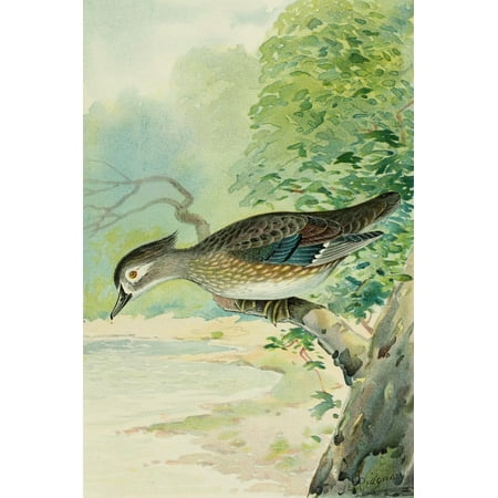 Commissioners of Fisheries NY 1899 Wood-duck Female Canvas Art - JL Ridgway (18 x 24)