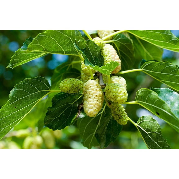 50  White Mulberry Tree Seeds - Morus Alba - Non-GMO Seeds, Grown and Shipped from Iowa. Made in USA