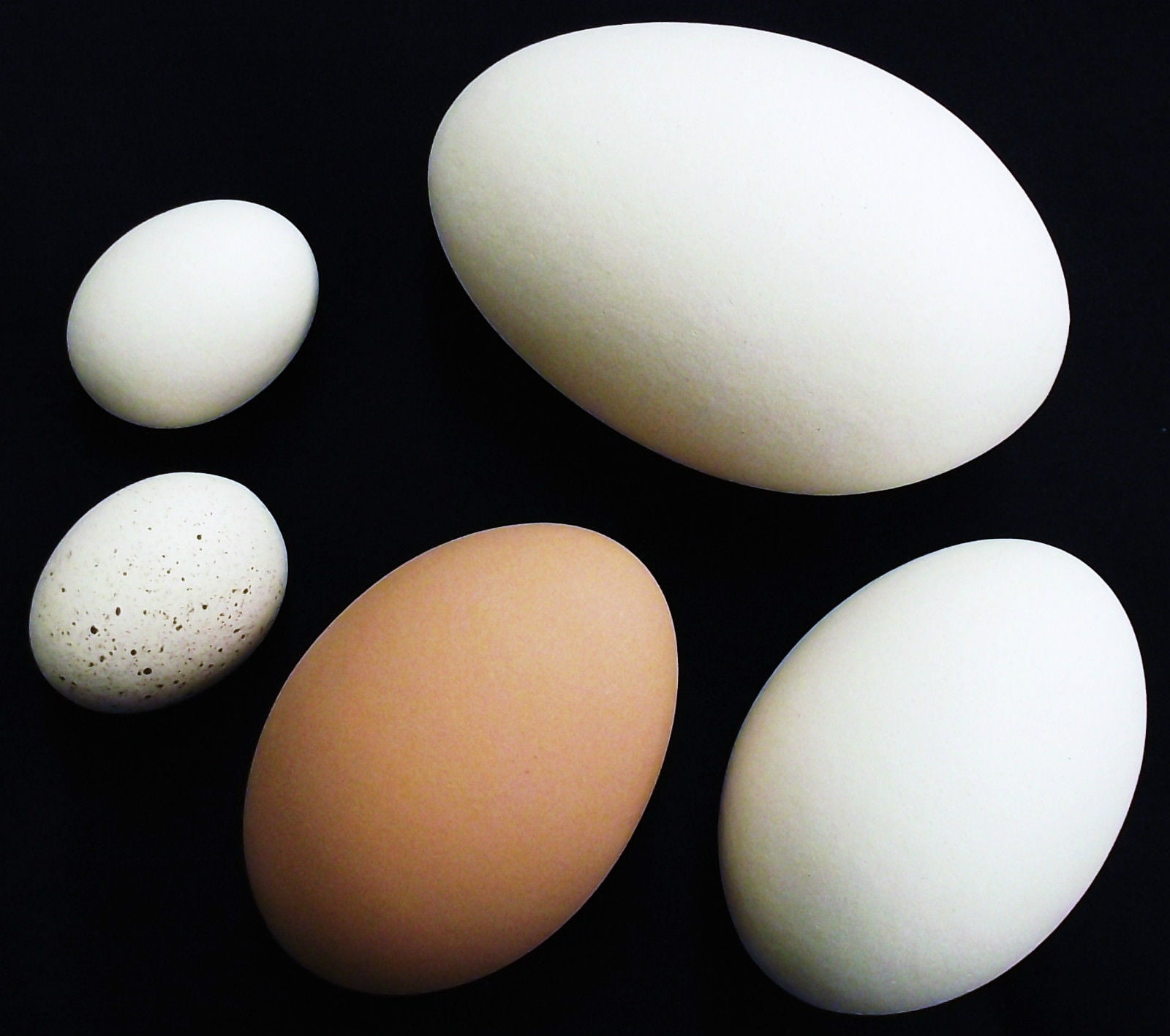 3 PACK WHITE CERAMIC DUMMY CHICKEN NESTING NEST FAKE TRAINING EGG HATCHING CRAFT
