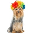 thumbnail image 2 of Pet Wig, Multicolor Curly Afro Clown Wig, 1 Pack Adjustable Funny Pet Wig for Cats and Dogs, Cute Novelty Costume Accessory for Holiday Halloween Cosplay Theme Party Photo Prop, 2 of 4
