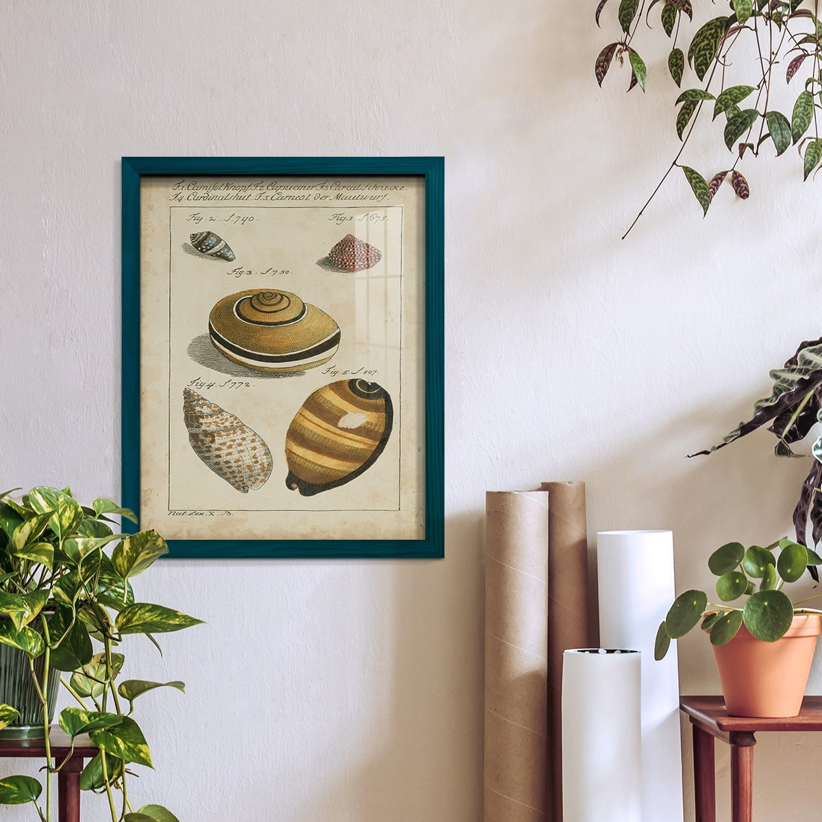 Vintage Shell Study IV -Framed Print w/glass-Ocean Blue