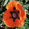 thumbnail image 3 of RedCrocus Prince of Orange Oriental Poppy - Vibrant Orange Flowers, Pollinator Attractant, Cut Flower, Garden Perennial, Full Sun, Well-Drained Soil  1 Quart, 3 of 16