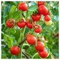thumbnail image 1 of Everwilde Farms - 1 lb Tiny Tim Heirloom Tomato Seeds - Gold Vault Bulk Seed Packet, 1 of 3