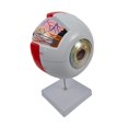 thumbnail image 3 of Modelo anatómico del ojo humano, figura de escritorio, identificación conveniente de las funciones del globo ocular, modelo de visualización para, 3 of 8