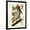 Black Frame, variant on Art.com Brown Pelican Stretched Canvas Print Wall Art by John James Audubon, 24" x 32"