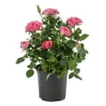 thumbnail image 6 of Expert Gardener 1PT Garden Mini Rose Full Sun Shrub, 6 of 10