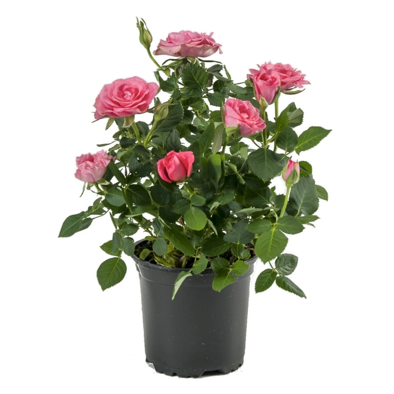 Expert Gardener Mini Garden Rose Shrub Full Sun Blooming Color Compact for  Small Spaces - Walmart.com
