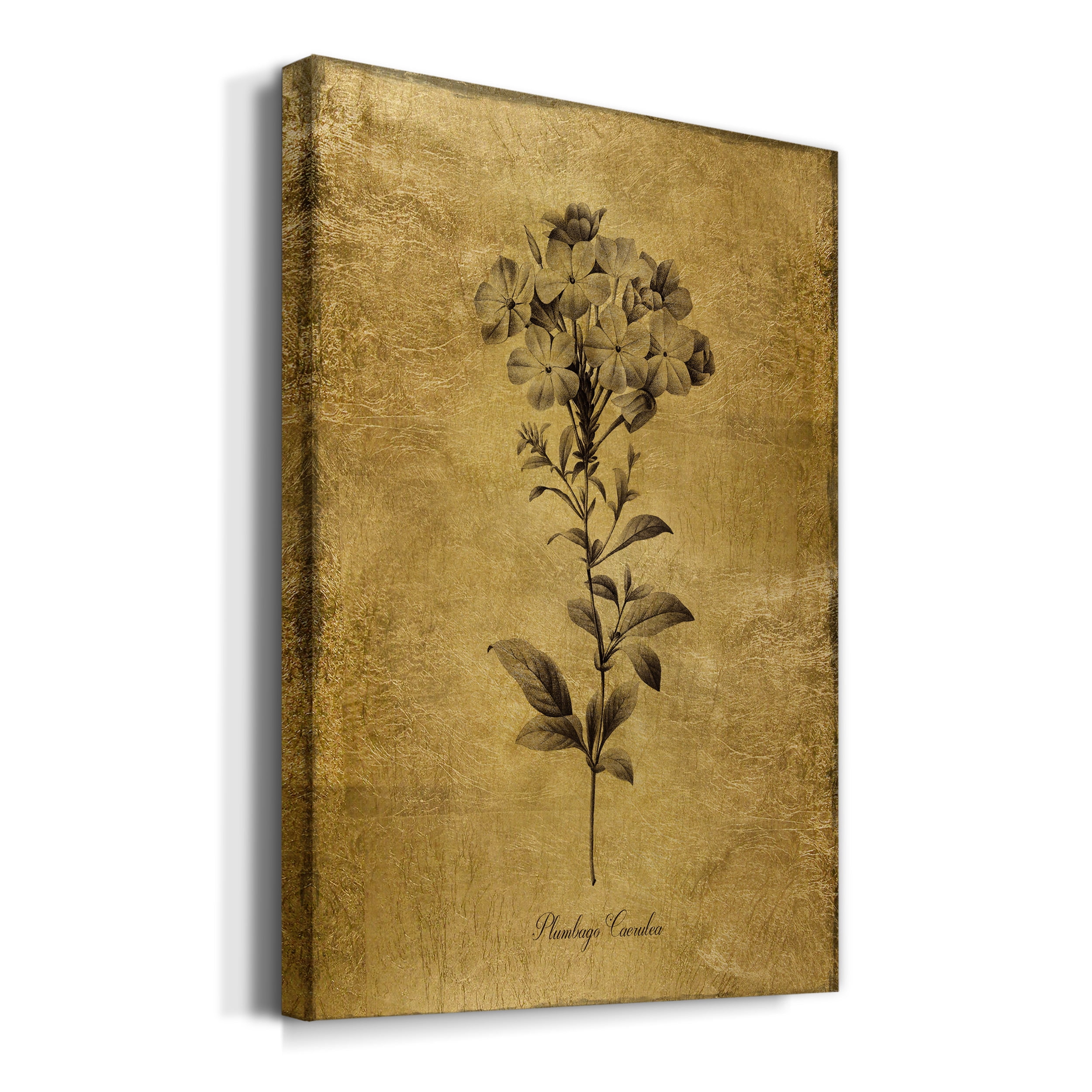 Gold Sketch Botanical II Premium Gallery Wrapped Canvas - Ready to Hang - 24 x 36