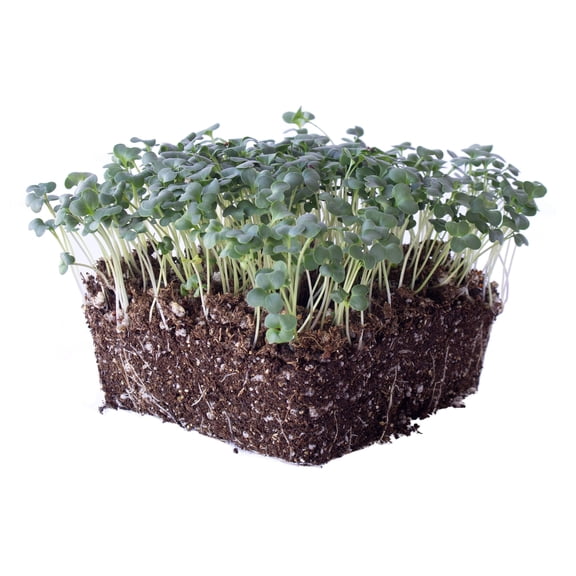 Ramoso Santana Sprouting Broccoli Seeds - 4 Oz ~36,000 Seeds - Non-GMO, Open Pollinated - Vegetable Garden, Sprouts & Microgreens Seeds
