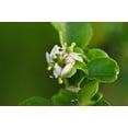 thumbnail image 6 of 15 * Seeds KEY LIME Citrus Aurantifolia Fruit Tree Shrub Seeds, 6 of 11
