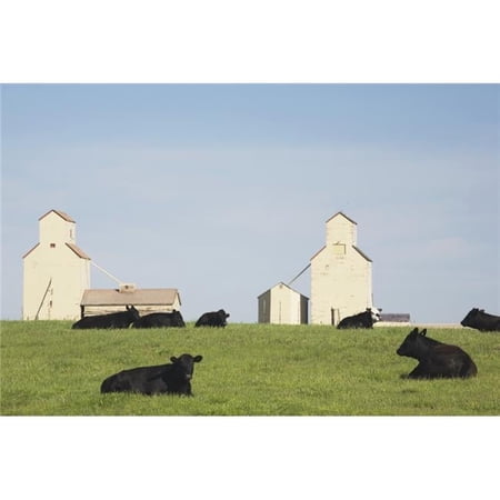 Moseleigh Alberta Canada - Cattle In A Field with Grain Elevators Poster Print 38 x 24