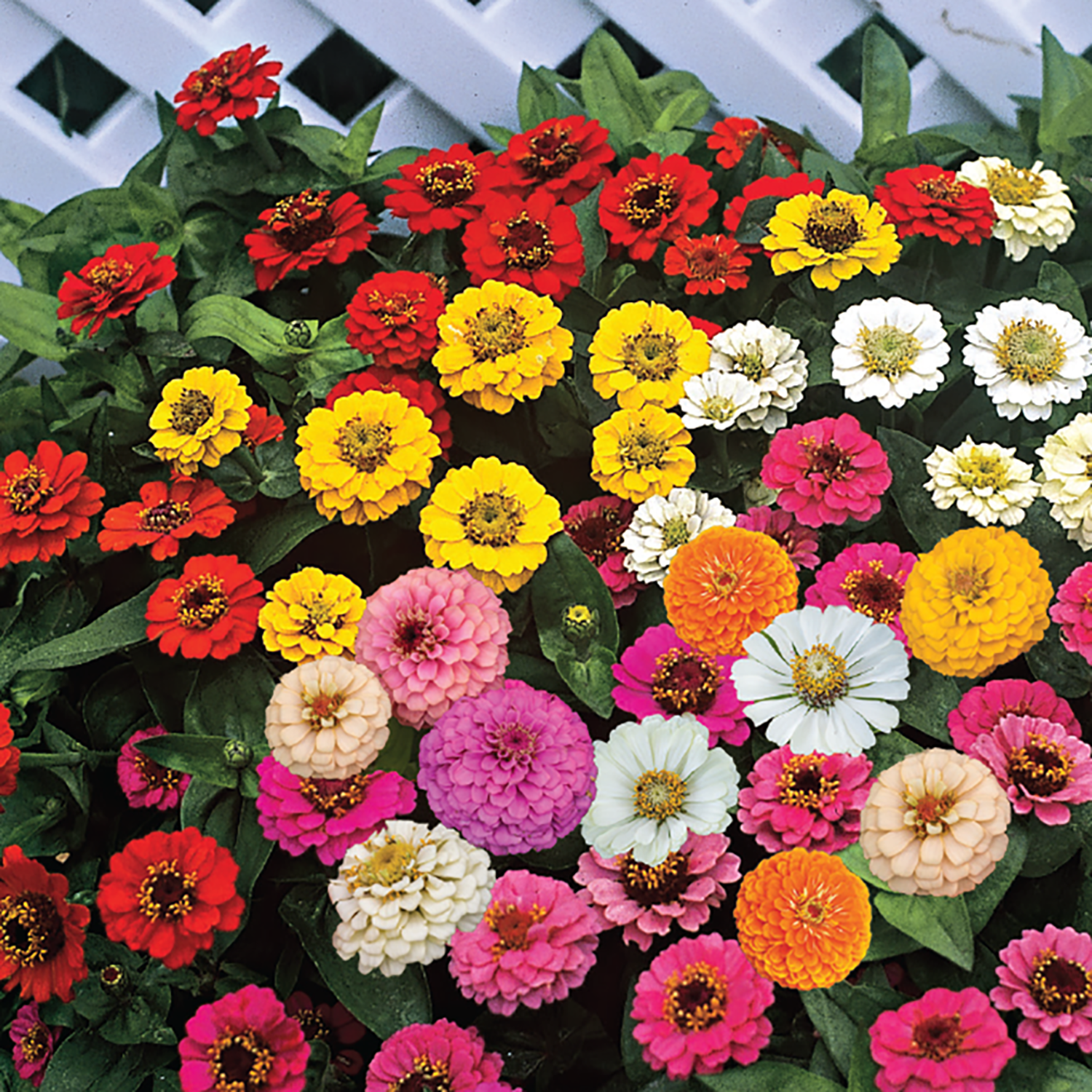 Ferry-Morse 1G Zinnia Mini-Zini Mixture Annual Flower Seeds Full