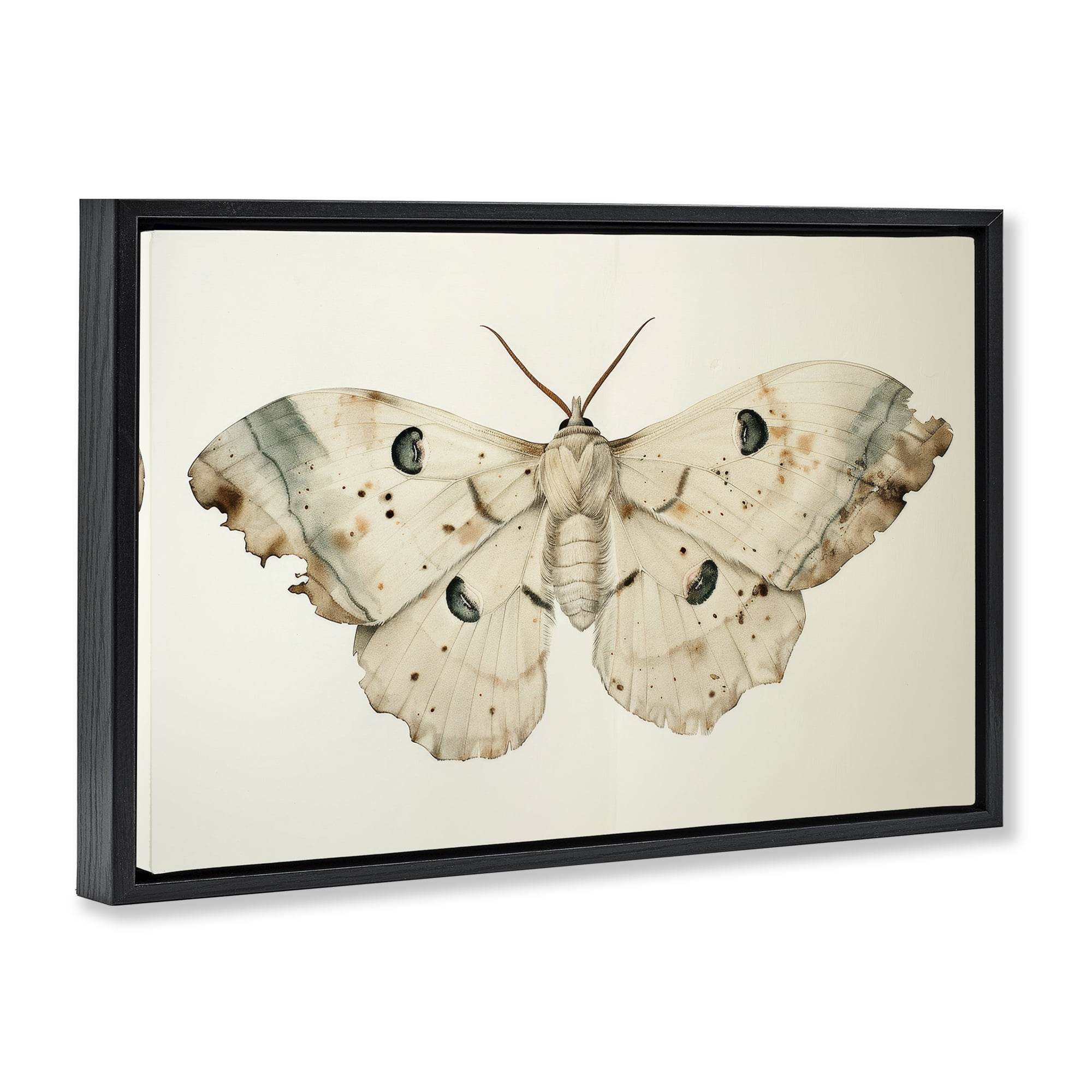 Stupell Industries Vintage Beige Moth Animals Painting Black Floater Framed Canvas Art Print Wall Art, 31 x 21