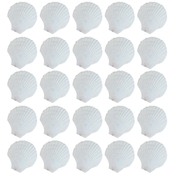 25pcs Natural Scallop Shell, For Handmade Diy Production Handmade Diy Coloring Shell